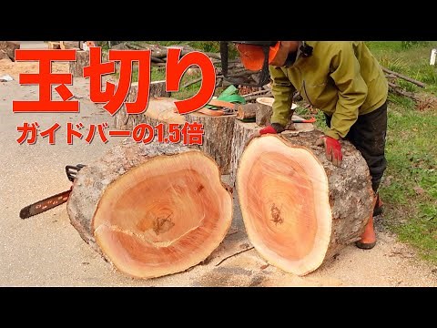 【薪作り】巨大なケヤキを小さなチェンソーで玉切りしてみました