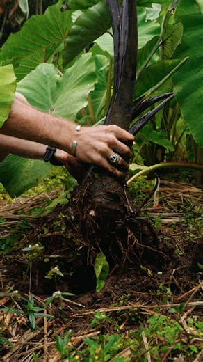 5K reactions · 534 shares | In Hawai‘i, 혬혢혭혰 (taro) is more than just...