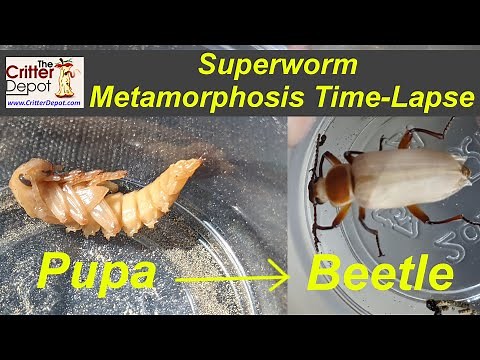 Superworm Metamorphosis - Pupa to Beetle Time Lapse Video