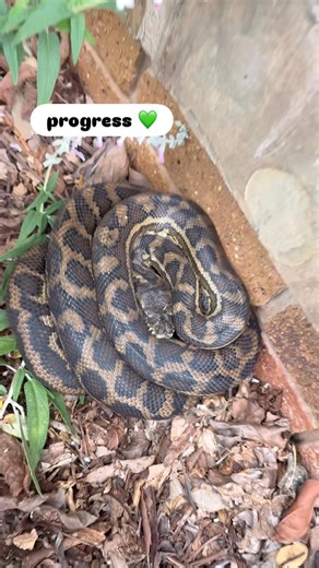 1.8K views · 24 reactions | Our current resident python was choosing...