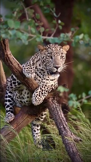 Indian Leopard – The Stealthy Big Cat of India 🐆🇮🇳