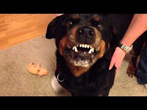 Angry Rottweiler 2