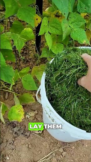 BEST fertilizer for your SOIL