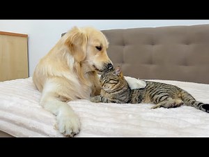 Adorable Golden Retriever Tries to Make Friends with Cat (So Funny!!)