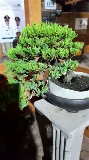 Name That Tree! 🍃#bonsai #bonsaivietnam #bonsaiart