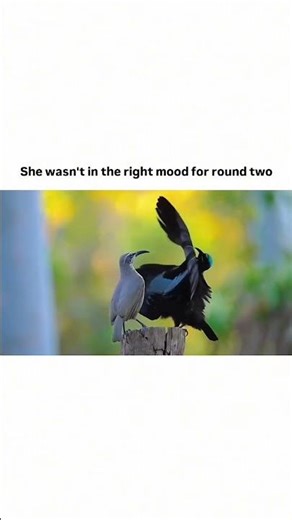 The One-Sided Courtship of the Magnificent Riflebird