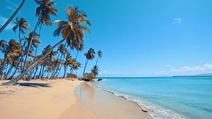 Pacific Island Beach Palm Trees Images – Browse 64,450 Stock Photos, Vectors, and Video