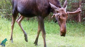 656K views · 10K reactions | Some neat footage of Northwoods wildlife...