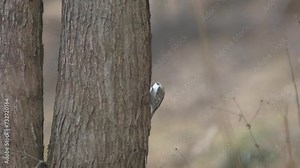 Treecreeper bird climbing vertically on a tree trunk searching for food