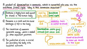 Explaining the Importance of the Ornithine Cycle