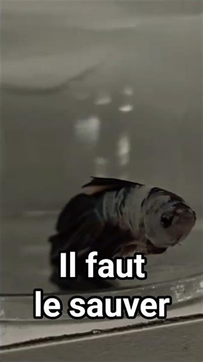 Il mérite tellement mieux… SOS Betta #1