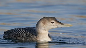 Yellow-billed loon observed in Great Falls