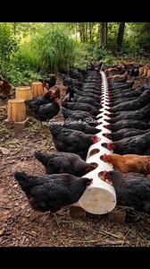 Efficient Poultry Feeding for Large Flocks: A Simple, Scalable Solution This image shows a well-organized large-flock chicken feeding system, where dozens of birds feed calmly from a long, perforated pipe feeder. The setup demonstrates how thoughtful design can dramatically improve efficiency, reduce waste, and maintain order when managing many chickens at once. Designed for High-Capacity Feeding The feeder consists of a long horizontal pipe with evenly spaced feeding holes, allowing many chicke
