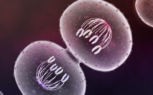 【AP Biology】CELL: 20 Mitosis