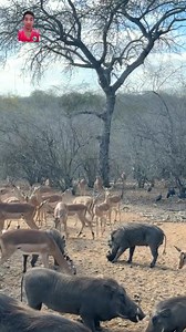 Real life the wildlife | life naturel