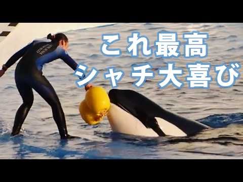 新技も披露♪浮き輪で遊ぶシャチとトレーナー