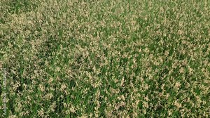 Beautiful weed fields in the countryside of Phu Yen province, Vietnam