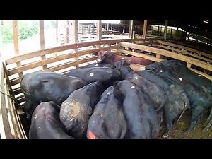 Loading Bulls, Holsteins And A Jersey