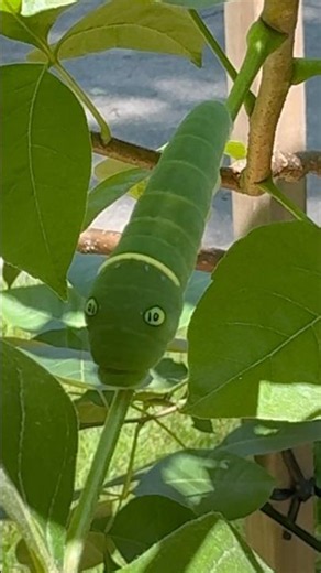Spotted a Giant Swallowtail caterpillar 🌿🐛 #ihavethisthingwithplants #nature