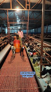 1" crore project- 50% subsidy!! #viral #reels #trendingreels #shorts #dairy #trendingreels #sureshagritalks #sheep #farming #shed #construction #suresh #trends #macherlabreed #market #lift #cost #fallow | Suresh Agri Talks