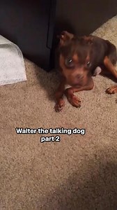 Oh my dogness Momma! I got lots to tell yous about my day! -Walter aka the chatty Walnut #TalkingDog #FunnyPets #SmartPup #ViralDog #DogLover | All About Walter