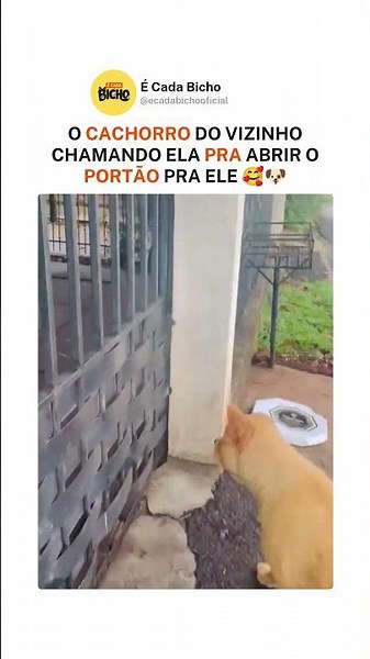 O cachorro do vizinho chamando ela pra abrir o portão pra ele 🥰🐶