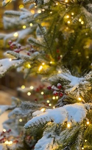 🎄 ✨“Glory in the Highest | Luke 2:14 | Christmas Message” #Saviour Jesus Christ