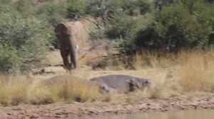 30K views · 458 reactions | Watch as the cheeky elephant walks straight into the sleeping and resting hippopotamus #reelsfb #reelsviral #video #life #travel #viral #trending #nature #africa #wildlife #reels #Amazing #trend #AfricanBushKingdom | African Bush Kingdom | Facebook