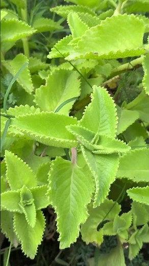 🚨 ORÉGANO POLEO: EL PULMÓN DE LA NATURALEZA 🌿🔥