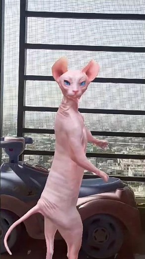 Sphynx Cat Dancing Next to a Car 😂💃 #Shorts