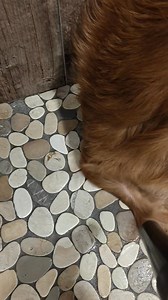 Not only does h.v. drying help remove the shedding undercoat hair but it also allows me to see the dog's skin and find anything that may be concerning. I've found rashes, fleas, ticks, tumors, cysts, cuts and even an accidental pest poisoning once! | ABC Boarding Kennel and Grooming for Pets