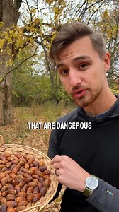 Are there any poisonous acorns? If you do a Google search, it will sure look like there are! However, upon closer inspection, these toxicity cases are all related to livestock poisoning where the animals consume significant amounts of either oak leaves or raw acorns. You would have to really go out of your way to consume enough acorns to the level that would become dangerous. As you saw in the video, raw, unleached acorns taste terrible! I hope this helps you feel more comfortable about foraging