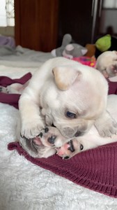 What’s better than waking up to some soft, toothless kisses? 😘🐶 Watch these two melt your heart from start to finish! #SiblingLove #PuppyCuteness #FrenchieMoments | jmarcoz