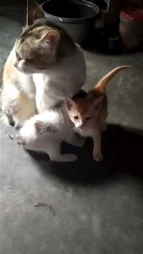 Over protective mama 🐱 | mother cat | #cats #catsfunny #shorts
