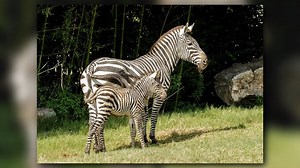 It's a boy! Little Rock Zoo welcomes baby zebra