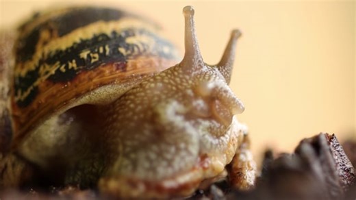 Snail, Mollusc, Shell. Free Stock Video