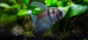 Cotton Wool Disease (Columnaris) - Treatment & Prevention