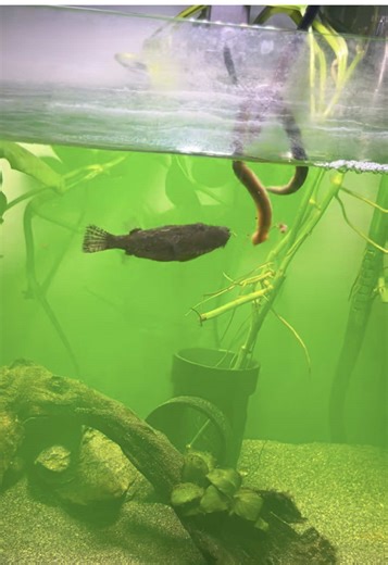 Understanding the Razor Sharp Teeth of Pufferfish