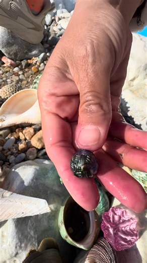 Did you know treasures like this still exist? ✨ The moment I cracked open this shell and saw that intense iridescent sheen, I felt a rush of pure childhood wonder—it’s a tiny piece of ocean magic, fresh from the sea, reminding me that the best things are often found unexpectedly. Tap 'Save' if you love finding hidden gems! #OceanTreasure #IridescentPearl #BeachFinds #NatureMagic #Seashells | SocialSphere Central