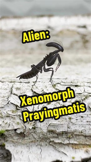 #alien #Xenomorph #insect #prayingmantises #prayimgmantisXenomorph
