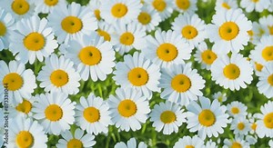 Spring flowers top view on Daisy flowers and scattered petals Flat lay spring or summer chamomile on light blue background in sunny day White petals are falling on heads of Blooming Bellis flowers 4k