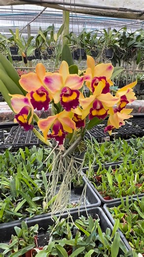 Cattleya hybrid some opening in beginning of winter time 2025 | Siam Orchid Thailand