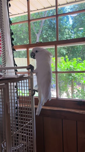 Parrot Scolds Delivery Person with Curses
