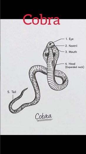 How to Draw a Cobra #Cobra #CobraDrawing#viral #Biodiagram hub