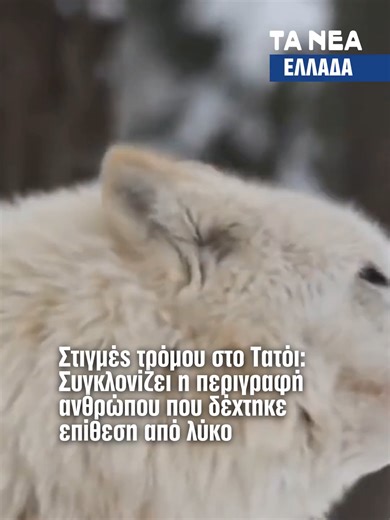 Τις δραματικές στιγμές που πέρασε κατά την διάρκεια της επίθεσης που δέχτηκε από λύκο ανάμεσα σε Κρυονέρι και Τατόι περιέγραψε κάτοικος της περιοχής. Η επίθεση του λύκου έγινε ενώ ο άνδρας είχε βγει για τρέξιμο στις 8 και μισή το πρωί στην ευρύτερη περιοχή του Κρυονερίου και του Τατοϊου. #λυκος #wolf #τατοι #eidiseis #tanea