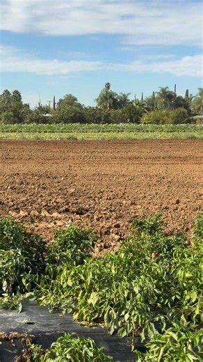 Corona Farms on Reels