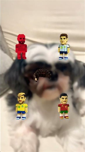 Ore￼o won the Lego challenge🥇🥇🥇 #puppy #shihtzu #pets