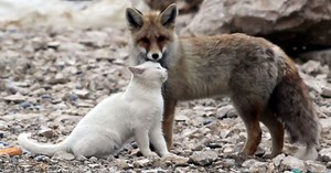 Fisherman Comes Across Fox And Cat Together Out In The Wild