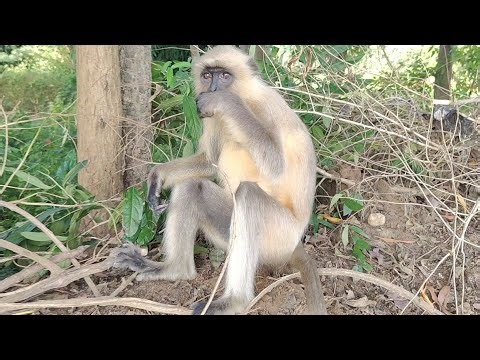 Monkey Vlogs Part 87 🐒 | Baby Monkey's New Toy & Jungle Mischief!