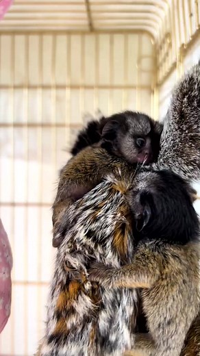 1.3K views · 47 reactions | Marmoset Monkey #monkey | Entertainment | Facebook